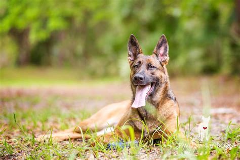 daytona german shepherd rescue
